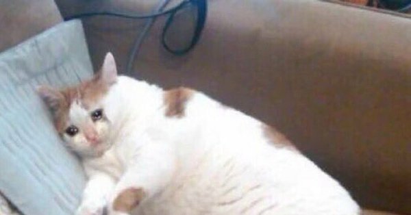 Плачущий кот