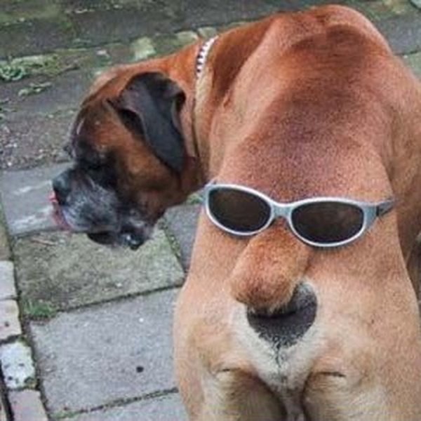 Очки для собак