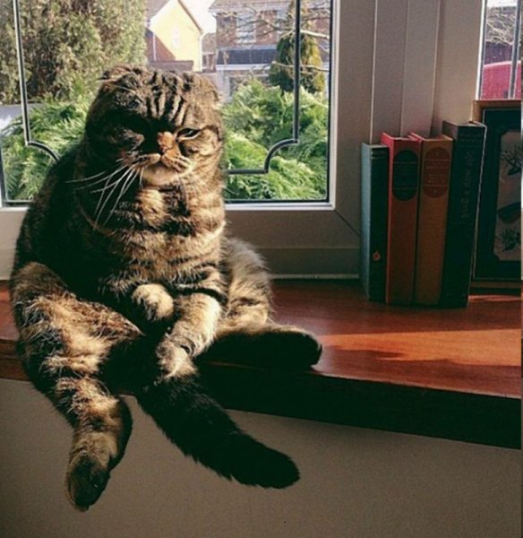 Брутальный котик