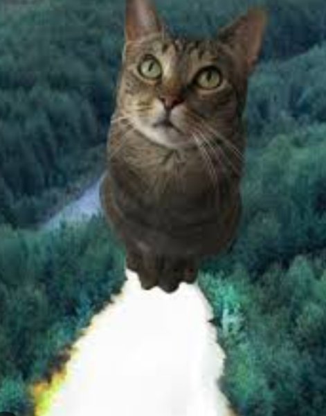 Летающие коты