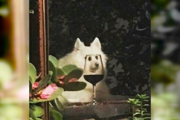 Дороу собака