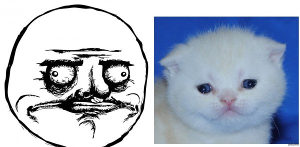 Коты мемы