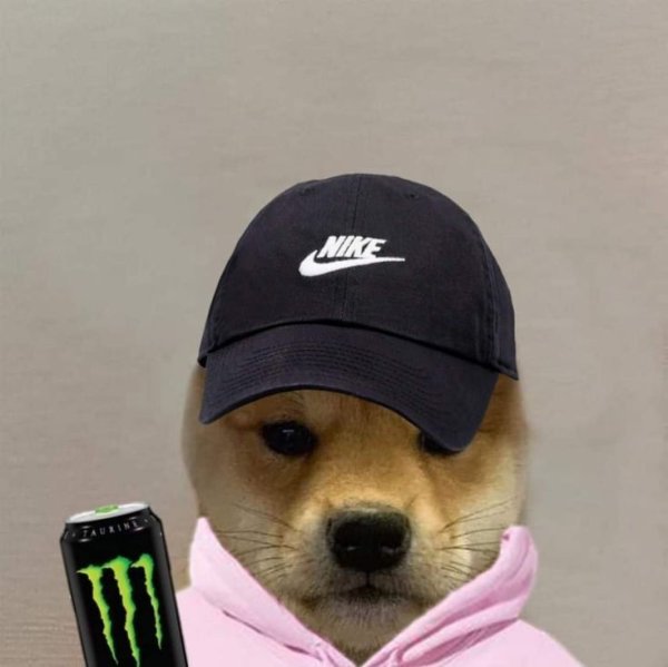 Собака в костюме адидас