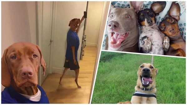 Селфи собак смешное