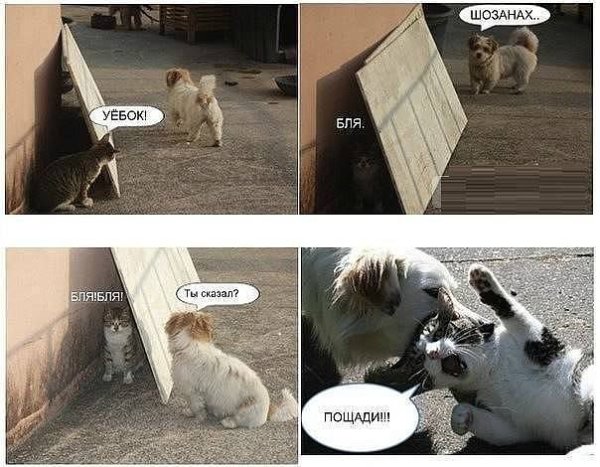 Мемы с котами и псами