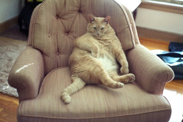 Пухлые коты