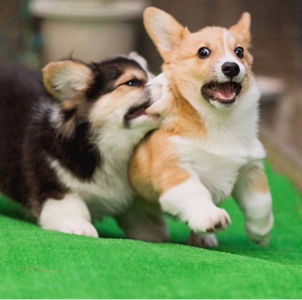 Корги пемброк