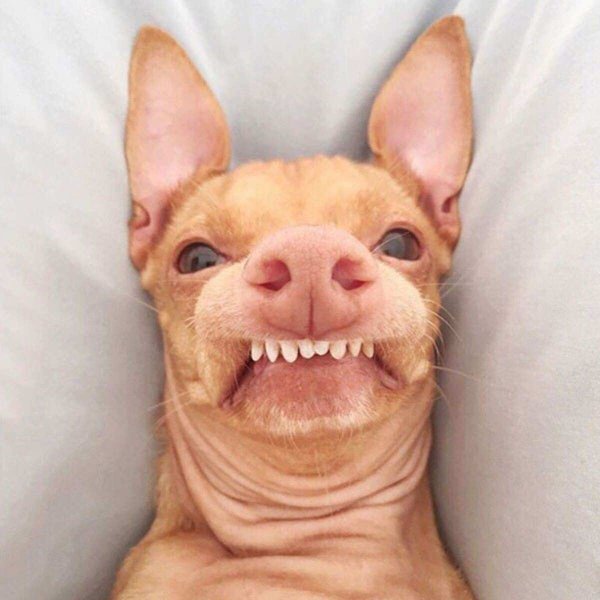 Собачка с неправильным прикусом