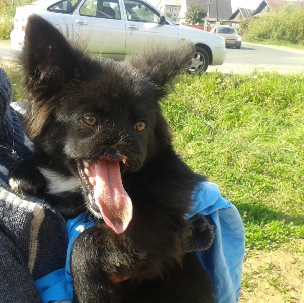 Собака без верхней челюсти