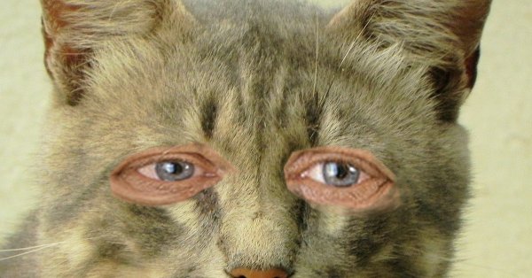 Кот улыбается