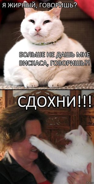 Толстый кот