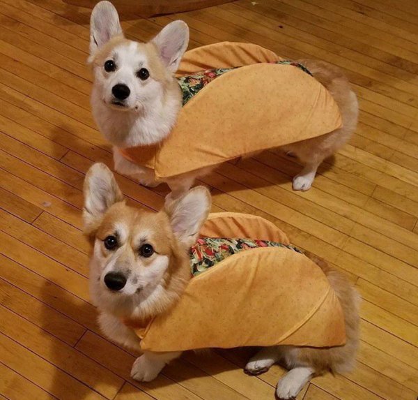 Корги пемброк флаффи