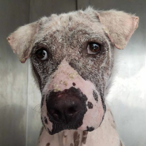 Голодный пес