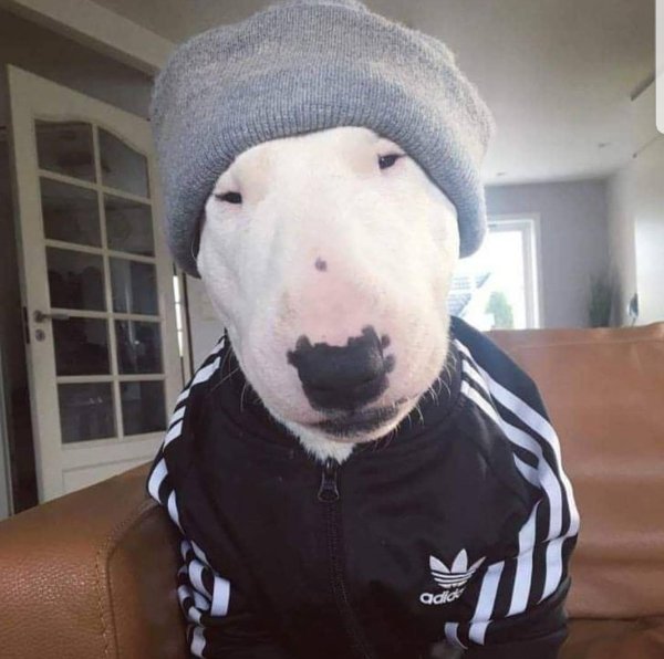 Собака в спортивках