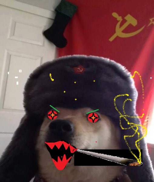 Ава собака в шапке