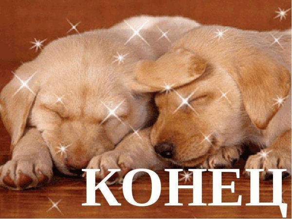 Спасибо за внимание собачка