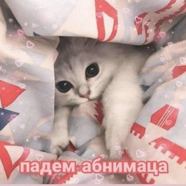 Милый котик с надписью