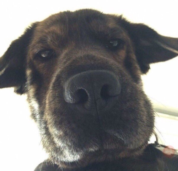 Собака фронталка