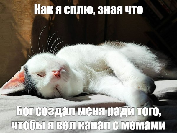 Мемы с сонными котами