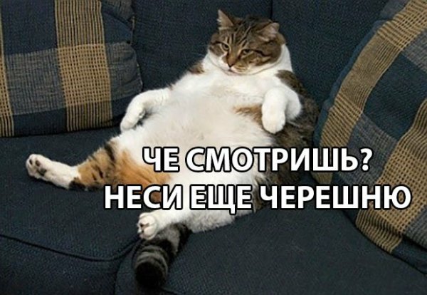 Обожрался черешни