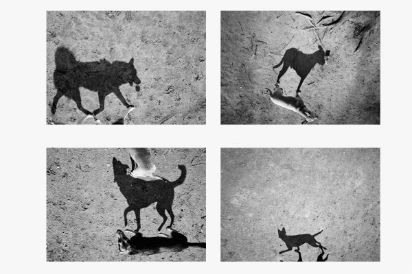 Тень от собаки Мем