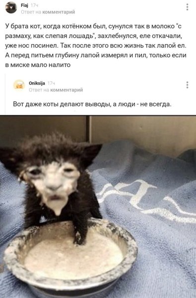 Кот с мордой в сметане