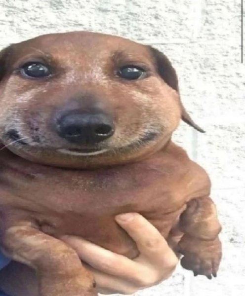 Собака Сереги из безумного Алекса