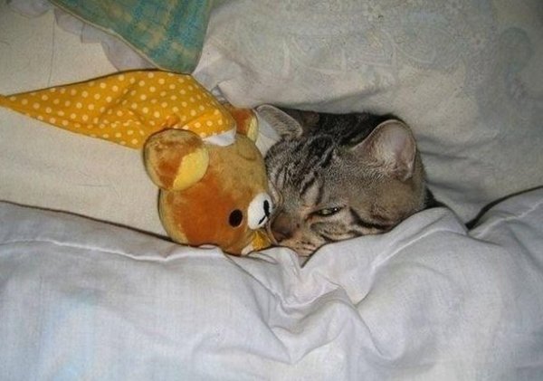 Плачущий кот в постели