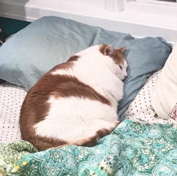 Толстый котик спит