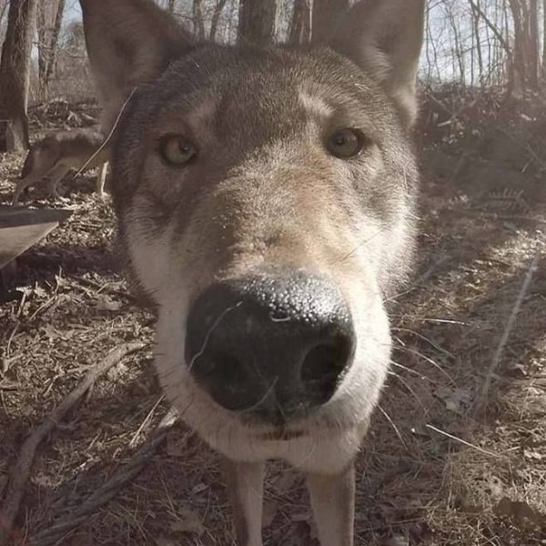 Волк с большим носом