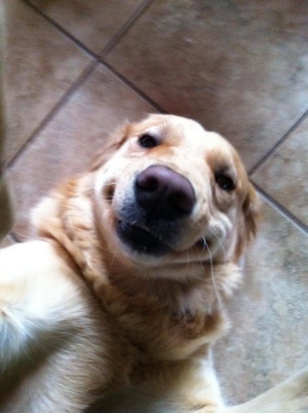 Собака улыбака