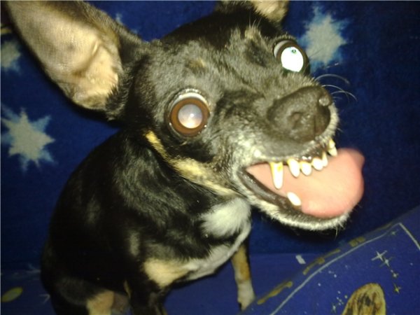 Злой той терьер