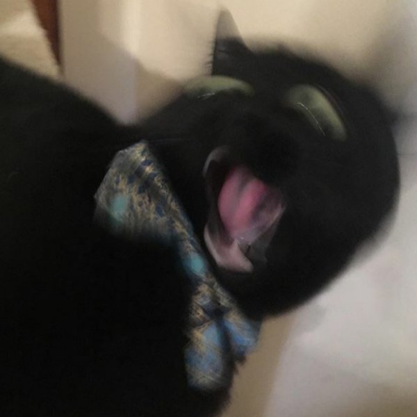 Черный размазанный кот