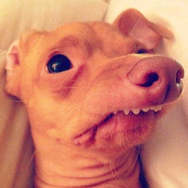 Неправильный прикус у щенка