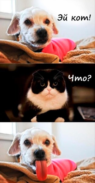 Смешные мемы с животными