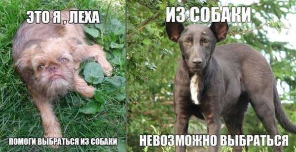 Собака леха