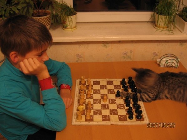 Снимки смешные шахматы