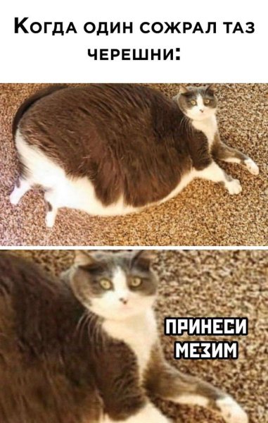 Неси черешню Мем