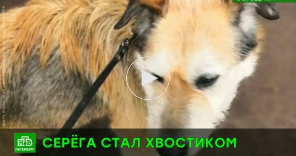 Собака Серега