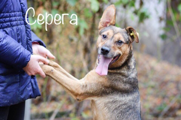 Собака Серега