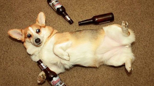 Бутылки для щенков