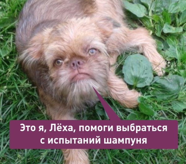 Это я лёха помоги выбраться из собаки