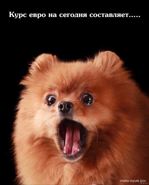 Померанский шпиц 6