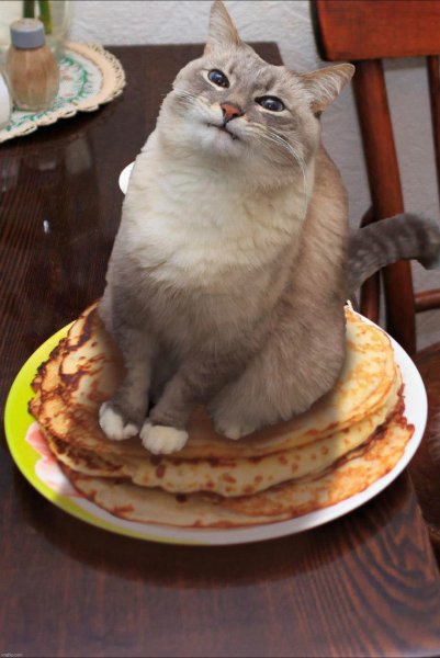 Довольный кот с блинами