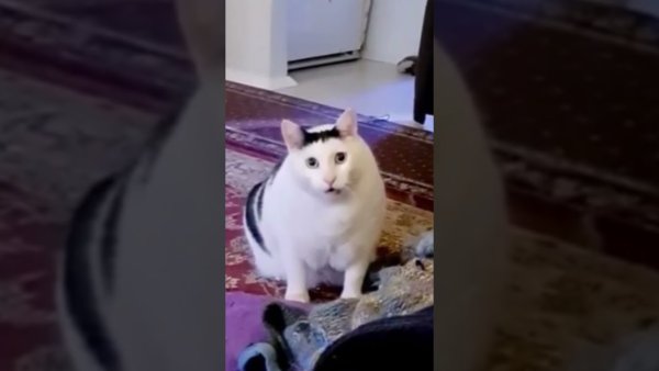 Кот Бендер Мем