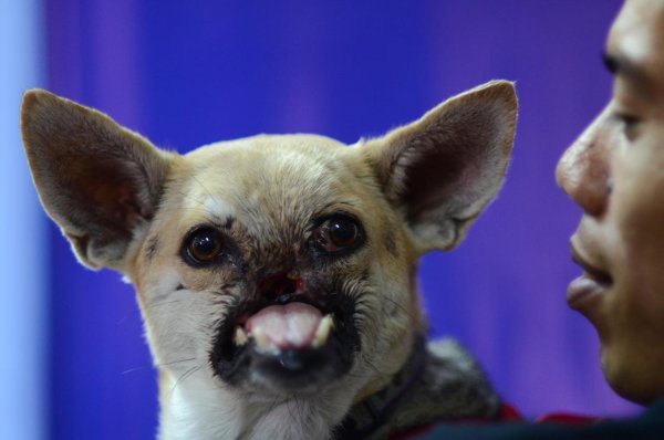 Собака с двойным носом порода