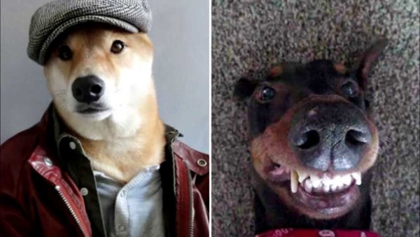 Селфи собаки Мем