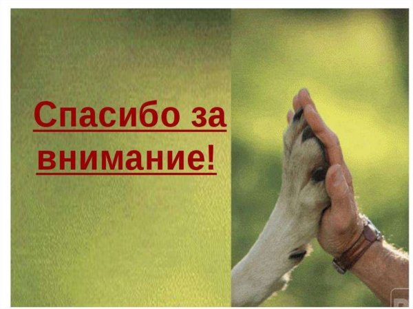 Спасибо за внимание с животными
