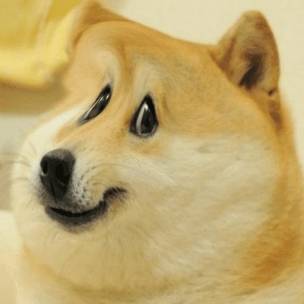 Сиба ину злой