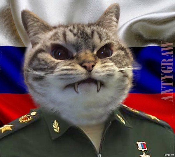 Кошачьи войска